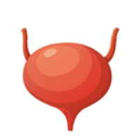 Bladder