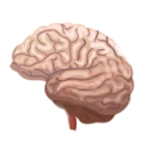 Brain