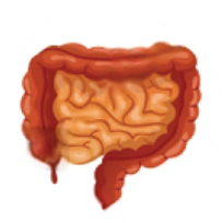 Intestines