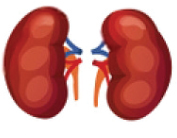 Kidneys