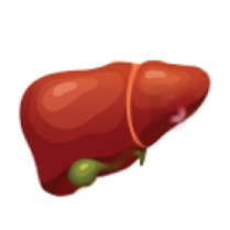Liver