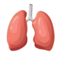 Lungs
