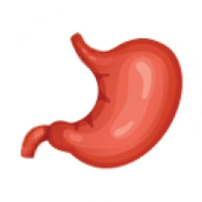 Stomach