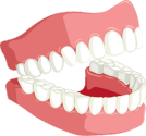 Teeth
